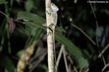 Helmleguan (Corytophanes cristatus) im Rainmaker Mountains’ Rainforest, Costa Rica