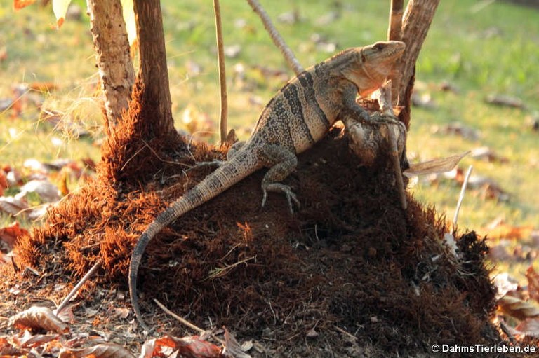 Ctenosaura similis