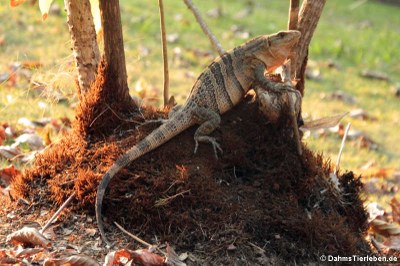 Schwarzer Leguan (Ctenosaura similis)