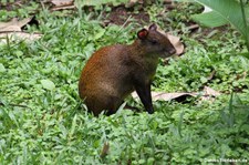 Mittelamerikanisches Aguti (Dasyprocta punctata) in der Nähe des Nationalparks Manuel Antonio, Costa Rica