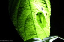 Glasfrosch (Hyalinobatrachium colymbiphyllum) im Rainmaker Mountains’ Rainforest, Costa Rica