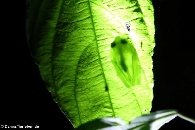 Glasfrosch (Hyalinobatrachium colymbiphyllum)