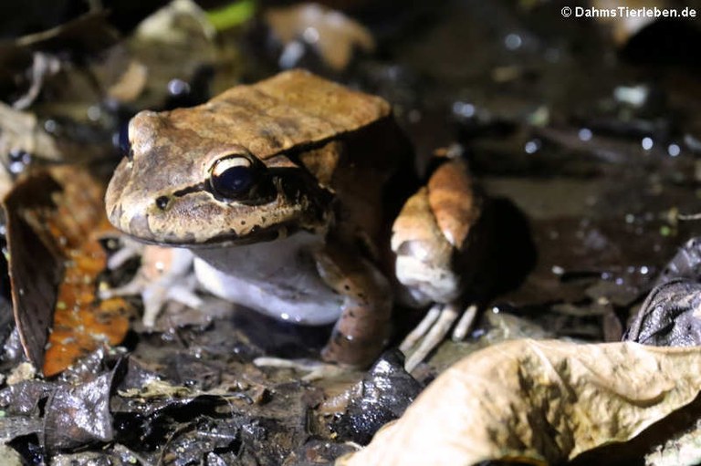 Leptodactylus savagei