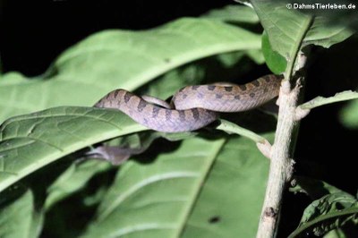 Gebänderte Katzenaugennatter (Leptodeira septentrionalis)