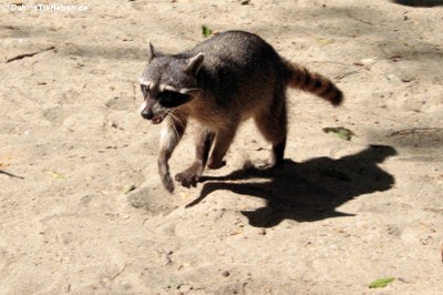 Krabbenwaschbär (Procyon cancrivorus)