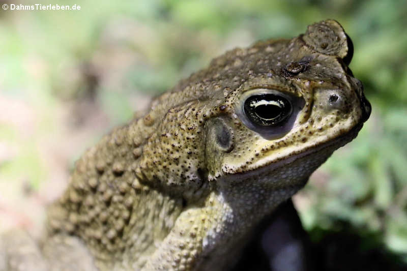 Rhinella marina