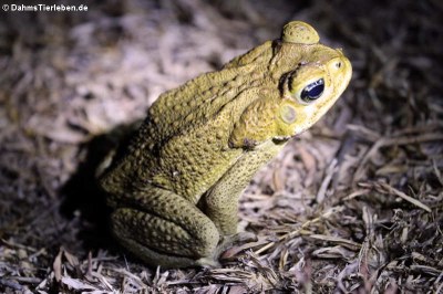 Aga-Kröte (Rhinella marina)