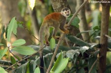 Rotrücken-Totenkopfaffe (Saimiri oerstedii citrinellus) in der Nähe des Nationalparks Manuel Antonio, Costa Rica