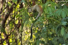 Rotrücken-Totenkopfaffe (Saimiri oerstedii citrinellus) in der Nähe des Nationalparks Manuel Antonio, Costa Rica