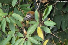 Rotrücken-Totenkopfaffe (Saimiri oerstedii citrinellus) in der Nähe des Nationalparks Manuel Antonio, Costa Rica