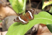 Anartia fatima im Braulio Carrillo National Park, Costa Rica