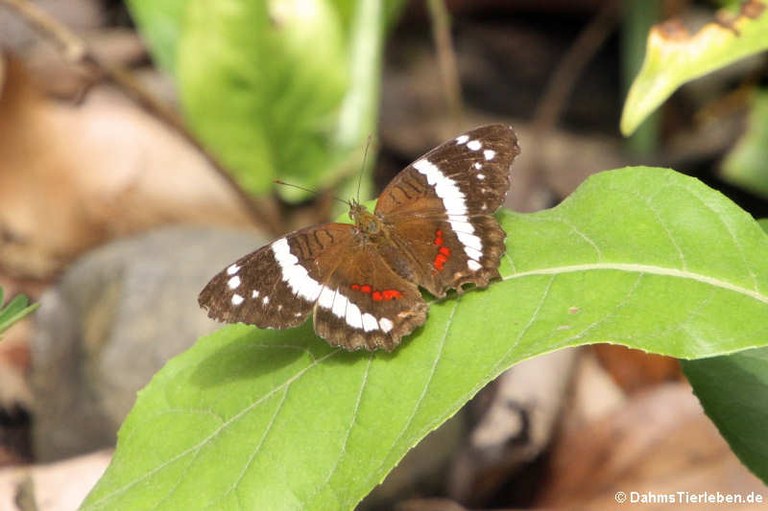 Anartia fatima