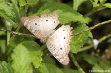 Anartia jatrophae luteipicta im Braulio Carrillo National Park, Costa Rica