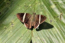 Autochton longipennis im Braulio Carrillo National Park, Costa Rica