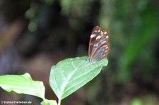 Glasflügler (Greta oto) im Braulio Carrillo National Park, Costa Rica