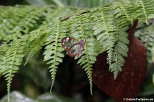 Glasflügler (Greta oto) im Braulio Carrillo National Park, Costa Rica