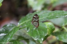 Glasflügler (Greta oto) im Braulio Carrillo National Park, Costa Rica