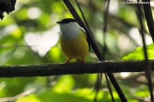 Weißbandpipra (Manacus candei) im Braulio Carrillo National Park, Costa Rica