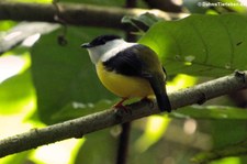 Weißbandpipra (Manacus candei) im Braulio Carrillo National Park, Costa Rica