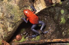 Erdbeerfröschchen (Oophaga pumilio) im Braulio Carrillo National Park, Costa Rica