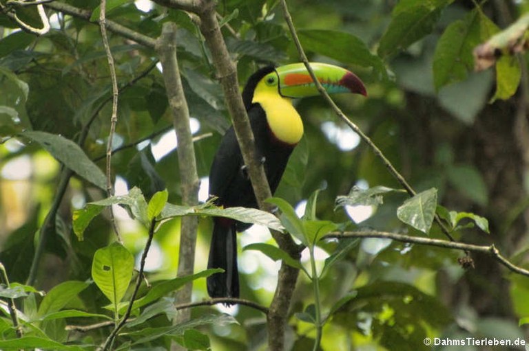 Ramphastos sulfuratus