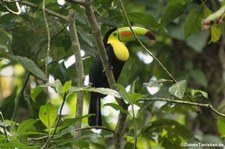 Fischertukan (Ramphastos sulfuratus brevicarinatus) in Sarapiquí, Costa Rica