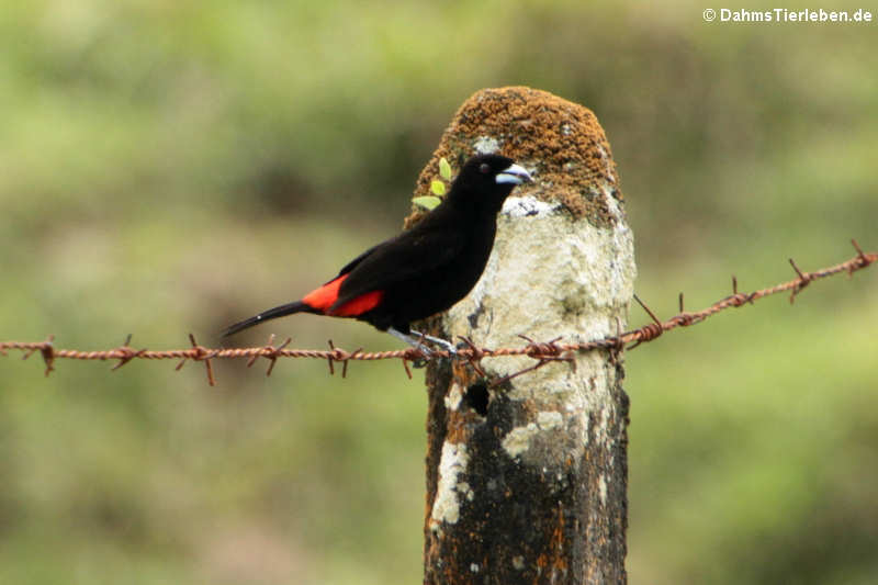 Ramphocelus costaricensis