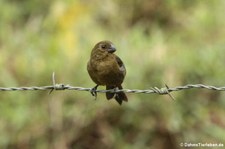 Mohrenpfäffchen (Sporophila corvina) im Braulio Carrillo National Park, Costa Rica