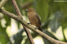 Mohrenpfäffchen (Sporophila corvina) im Braulio Carrillo National Park, Costa Rica