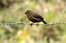 Mohrenpfäffchen (Sporophila corvina) im Braulio Carrillo National Park, Costa Rica