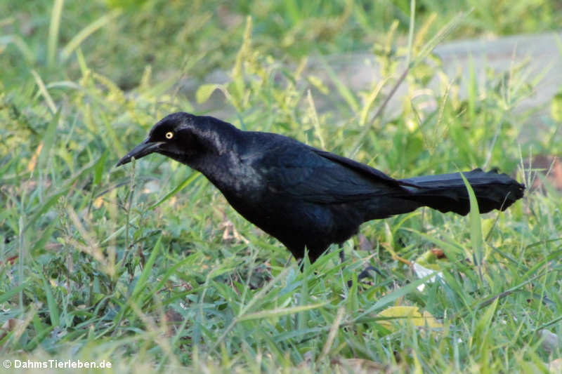 Quiscalus mexicanus peruvianus-4