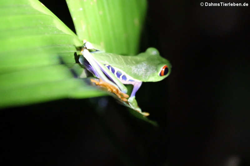 Rotaugen-Laubfrosch (Agalychnis callidryas)