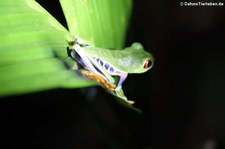 Rotaugen-Laubfrosch (Agalychnis callidryas) im Nationalpark Tortuguero, Costa Rica