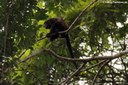 Alouatta palliata