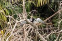Anhinga anhinga leucogaster