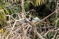 Amerikanischer Schlangenhalsvogel (Anhinga anhinga leucogaster) im Nationalpark Tortuguero, Costa Rica