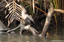 Amerikanischer Schlangenhalsvogel (Anhinga anhinga leucogaster) im Nationalpark Tortuguero, Costa Rica