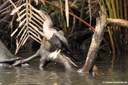 Anhinga anhinga leucogaster