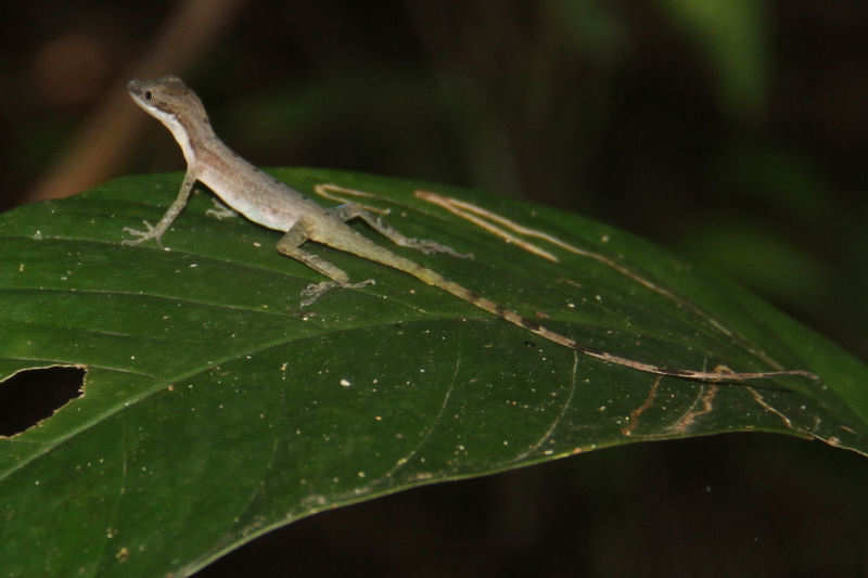 Schlankanolis Anolis limifrons-2