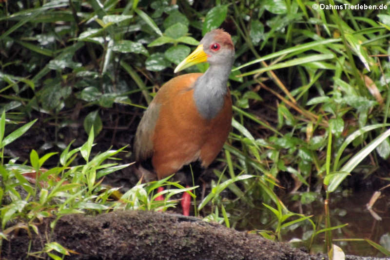 Cayenneralle (Aramides cajaneus cajaneus)