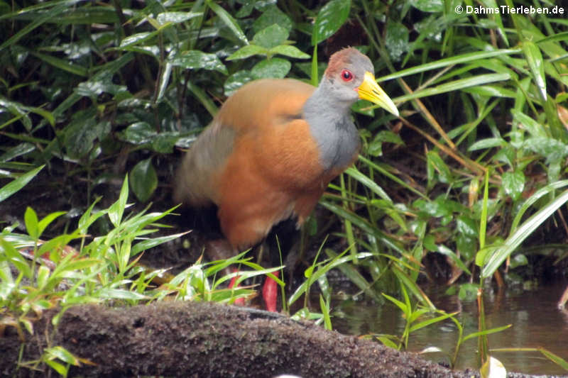 Aramides cajaneus cajaneus-1