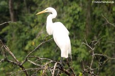 Silberreiher (Ardea alba egretta) im Nationalpark Tortuguero, Costa Rica