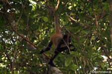 Geoffroy-Klammeraffe (Ateles geoffroyi) im Nationalpark Tortuguero, Costa Rica