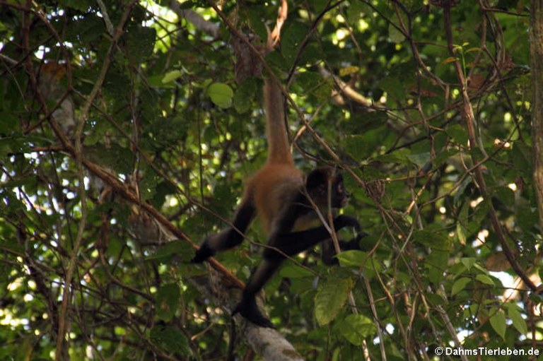 Ateles geoffroyi