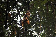 Geoffroy-Klammeraffe (Ateles geoffroyi) im Nationalpark Tortuguero, Costa Rica