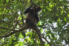 Geoffroy-Klammeraffe (Ateles geoffroyi) im Nationalpark Tortuguero, Costa Rica