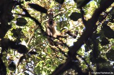 Geoffroy-Klammeraffe (Ateles geoffroyi) im Nationalpark Tortuguero, Costa Rica