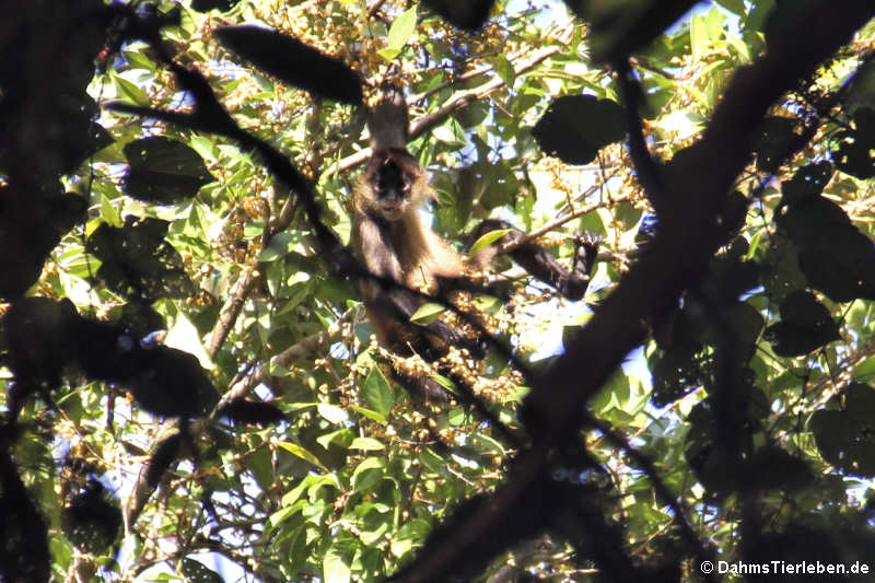 Ateles geoffroyi