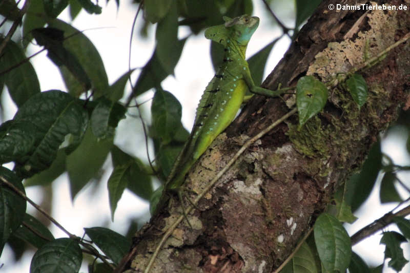 Basiliscus plumifrons-2