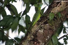 Stirnlappenbasilisk (Basiliscus plumifrons) im Nationalpark Tortuguero, Costa Rica